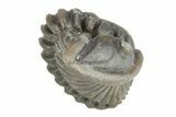 Wide, Enrolled Flexicalymene Trilobite - Indiana #287226-1